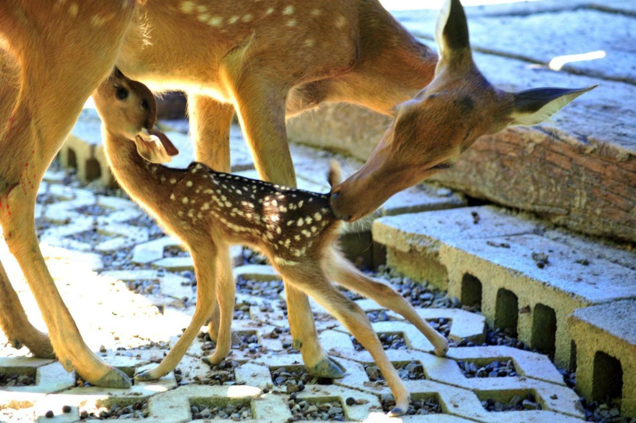 Howard Beach Resort קנטינג מראה חיצוני תמונה Deer