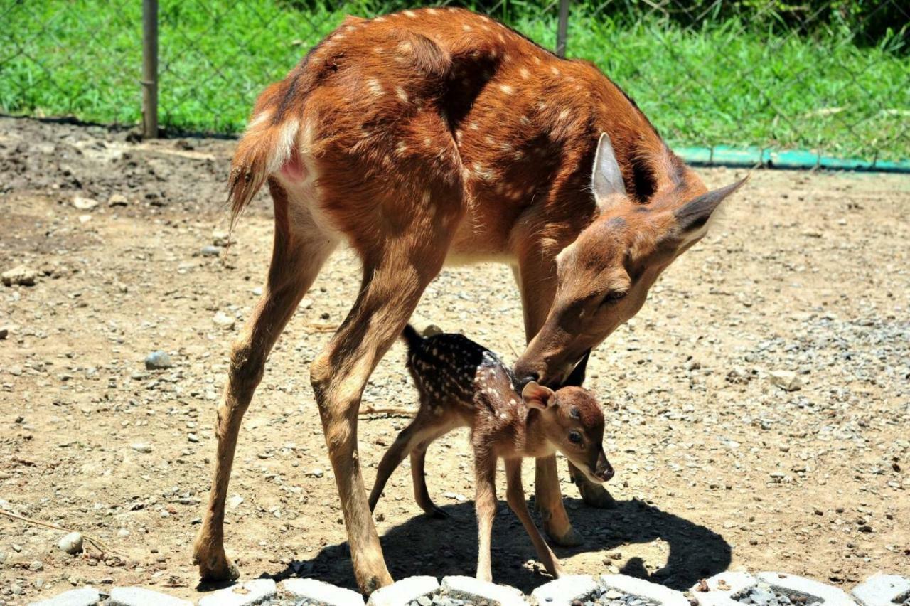 Howard Beach Resort קנטינג מראה חיצוני תמונה A sambar deer with its fawn