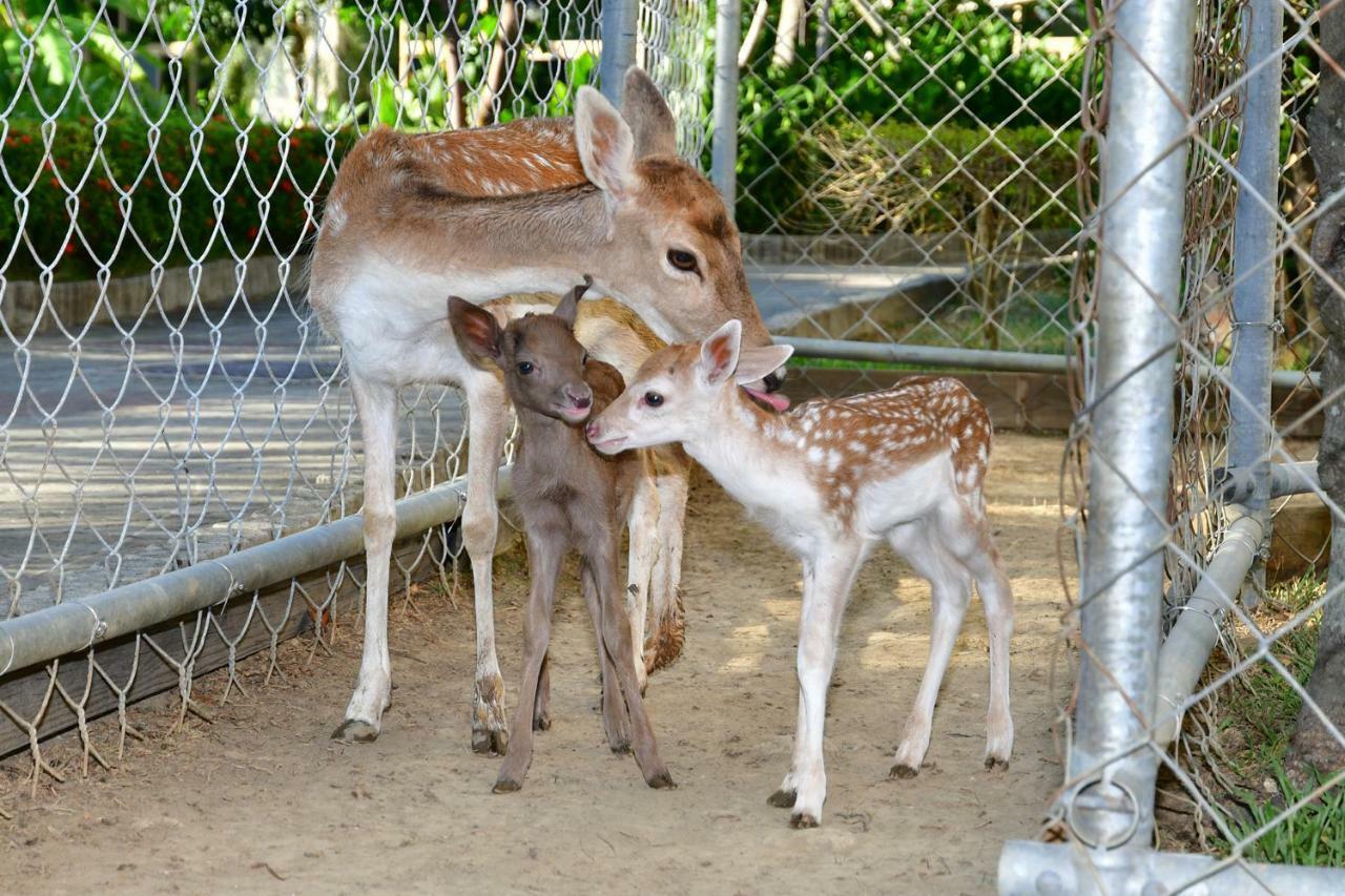 Howard Beach Resort קנטינג מראה חיצוני תמונה Fallow deer