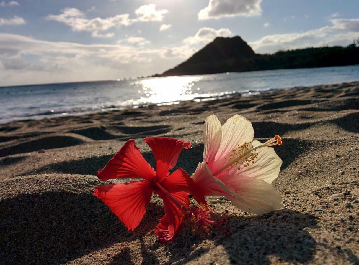 Howard Beach Resort קנטינג מראה חיצוני תמונה Hibiscus flower on a beach